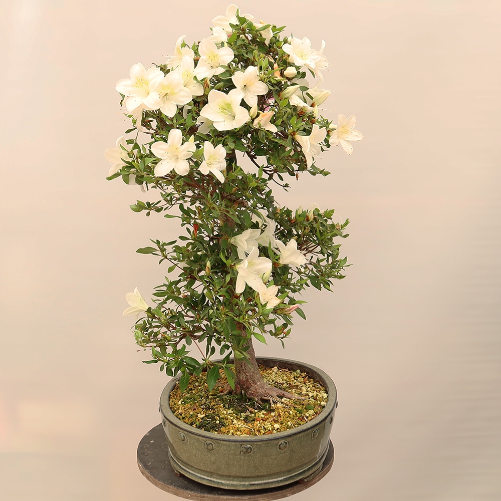 Bonsai zewnętrzne - Azalia japońska - Azalia Hand