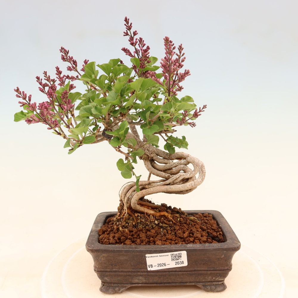 Outdoor bonsai - Syringa microphylla - liliowiec drobnokwiatowy