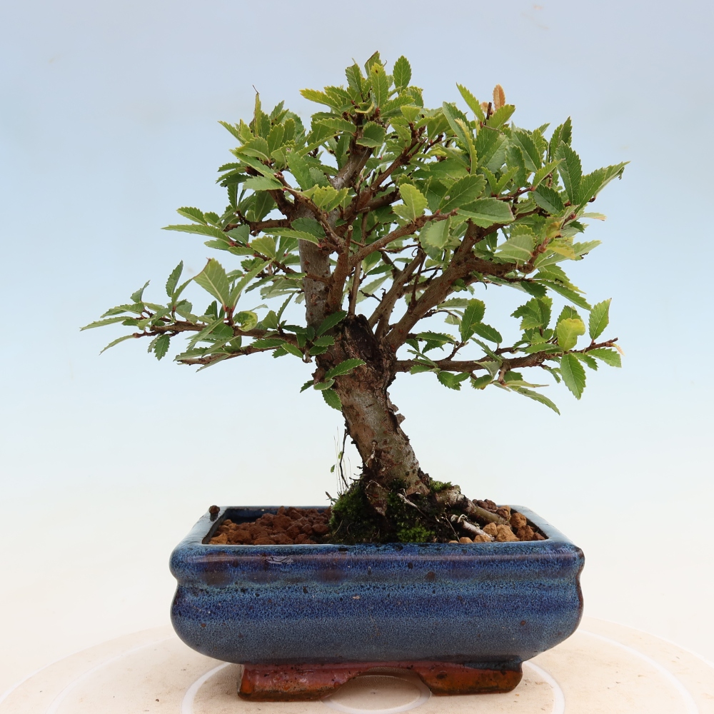 Bonsai zewnętrzne - Zelkova - Zelkova NIRE