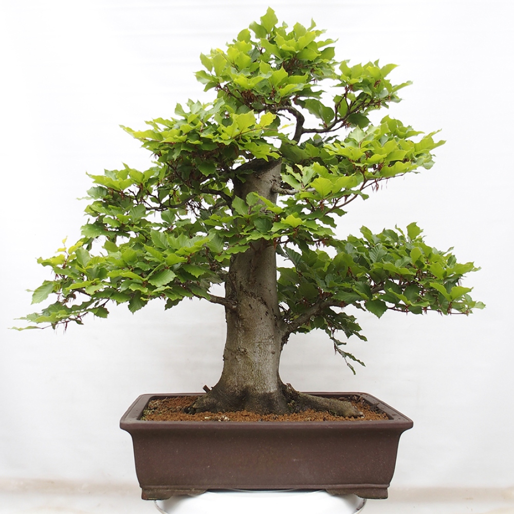 Bonsai ogrodowe - Fagus sylvatica - Buk
