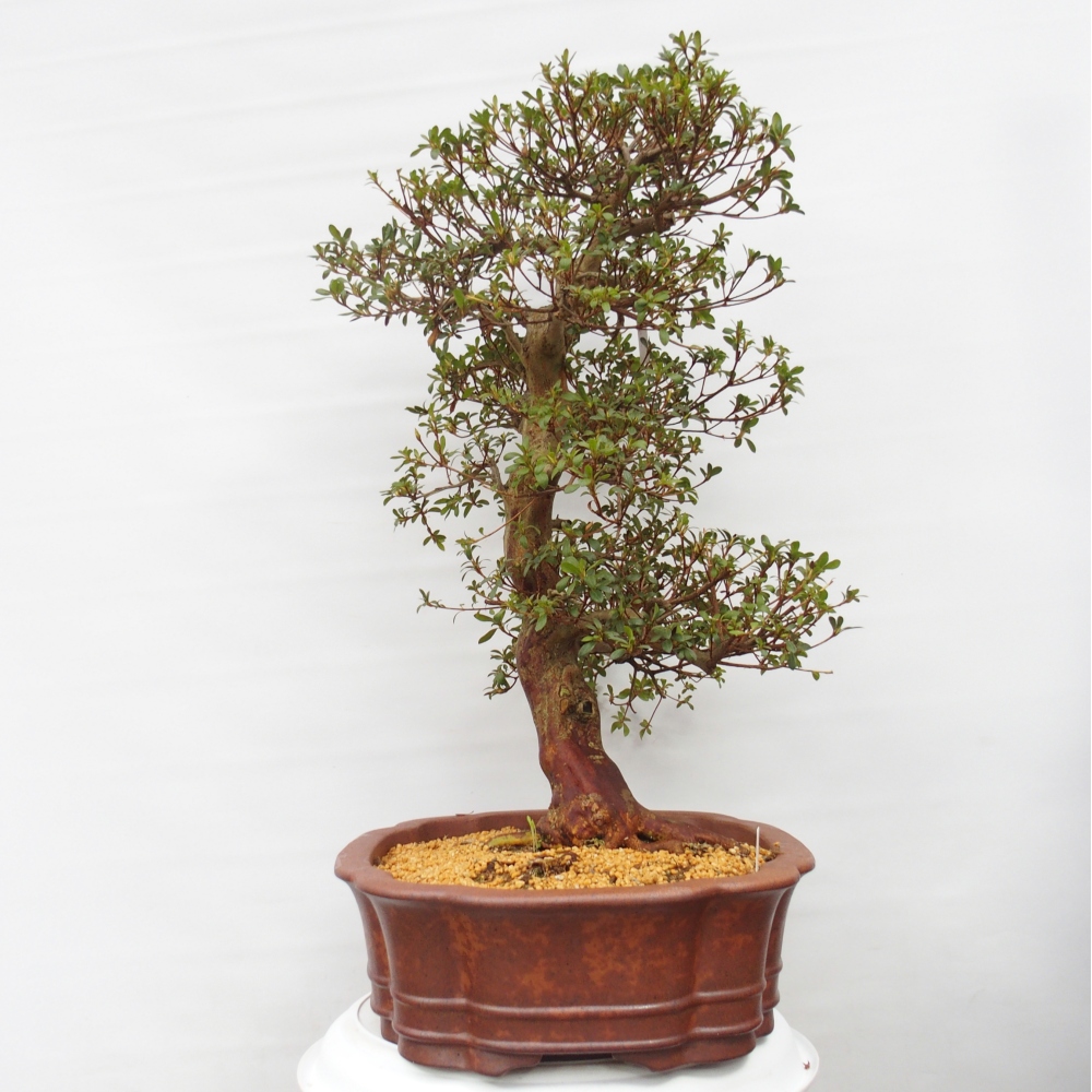 Bonsai zewnętrzne - Azalia japońska - Azalia Shunen