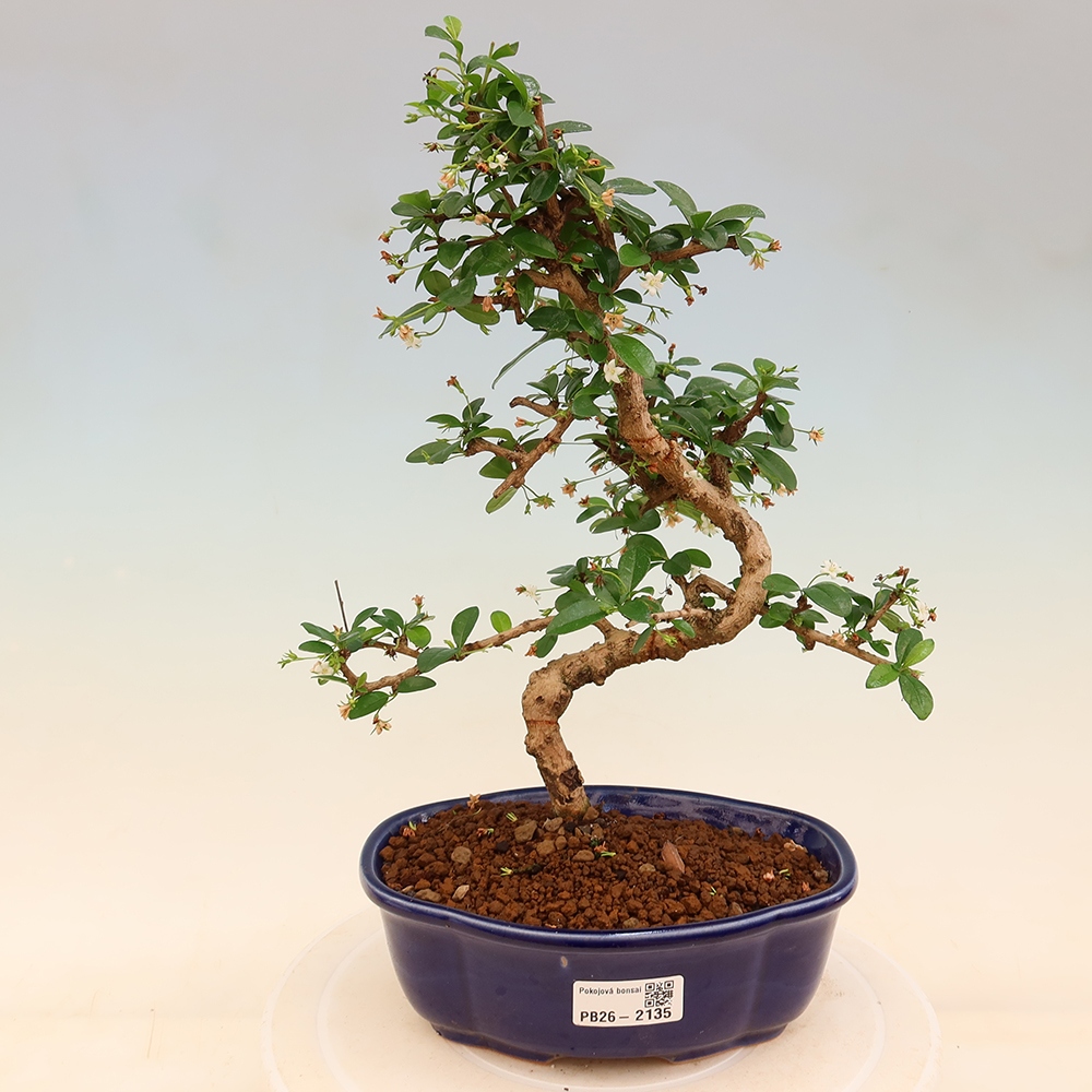 Bonsai pokojowe - Carmona macrophylla - Tea fuki