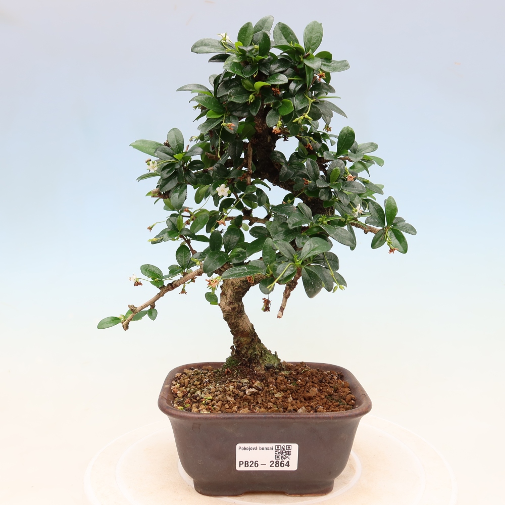 Bonsai pokojowe - Carmona macrophylla - Tea fuki