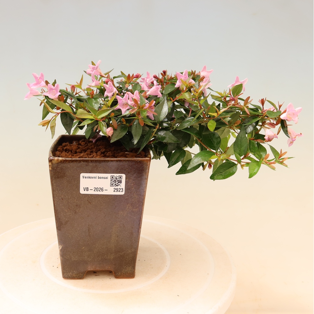 Bonsai ogrodowe – Abelia Edward Goucher – Abelia wielkokwiatowa
