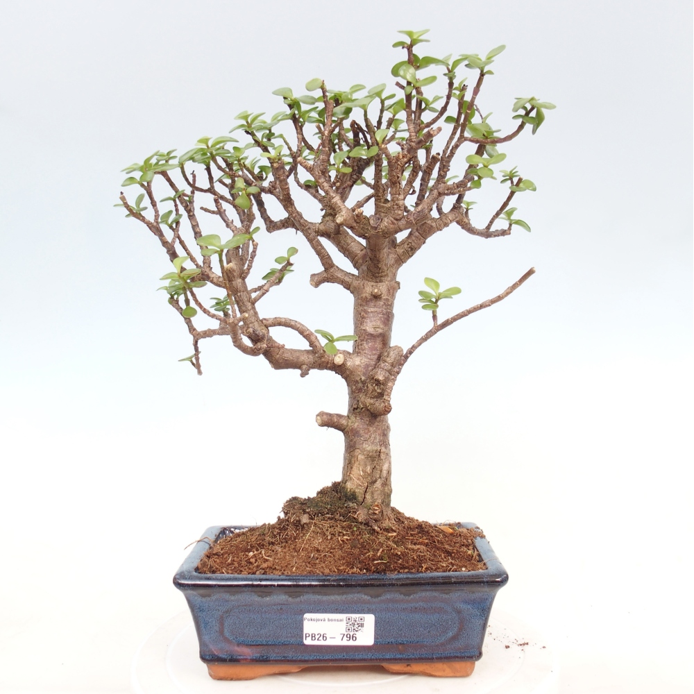 Pokój bonsai - Portulakaria Afra - Tlustice