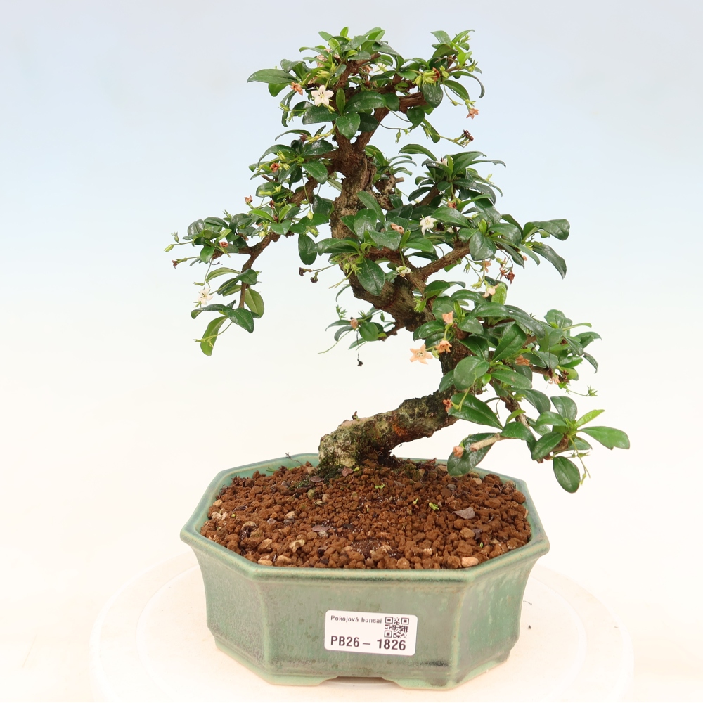 Bonsai pokojowe - Carmona macrophylla - Tea fuki