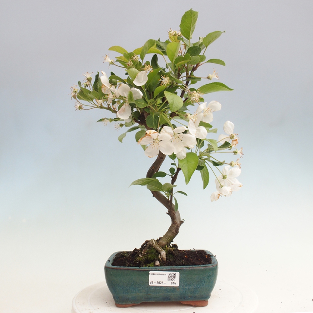 Bonsai plenerowe - Malus Halliana - Jabłoń drobnoowocowa