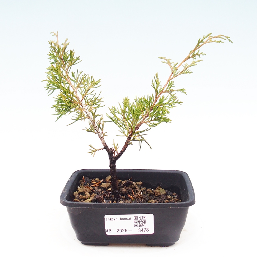 Outdoor bonsai - Juniperus chinensis Itoigawa