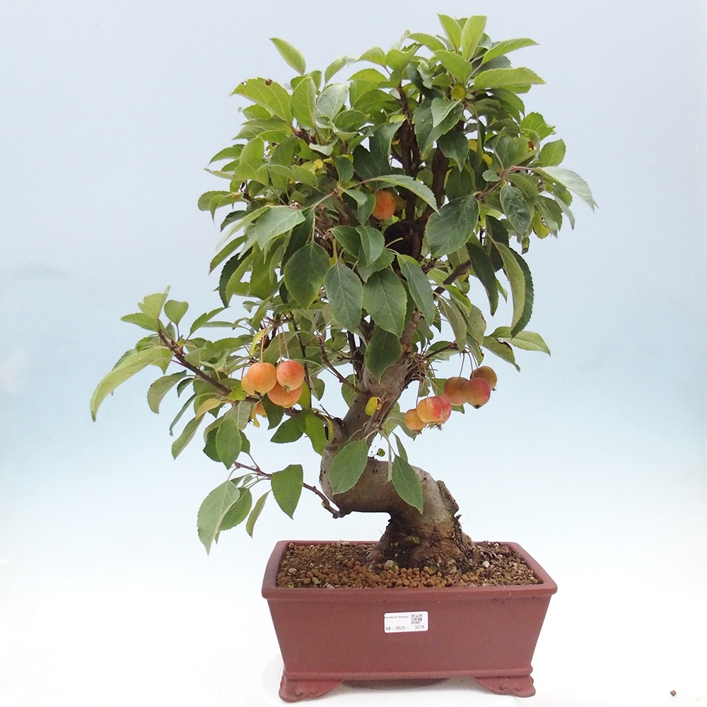 Bonsai plenerowe - Malus Halliana - Jabłoń drobnoowocowa