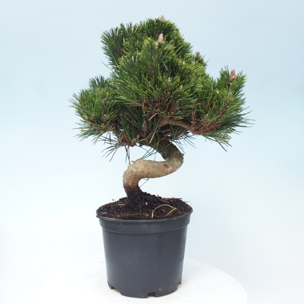 Outdoor bonsai - Pinus thunbergii senjyumaru - Sosna Thunberga