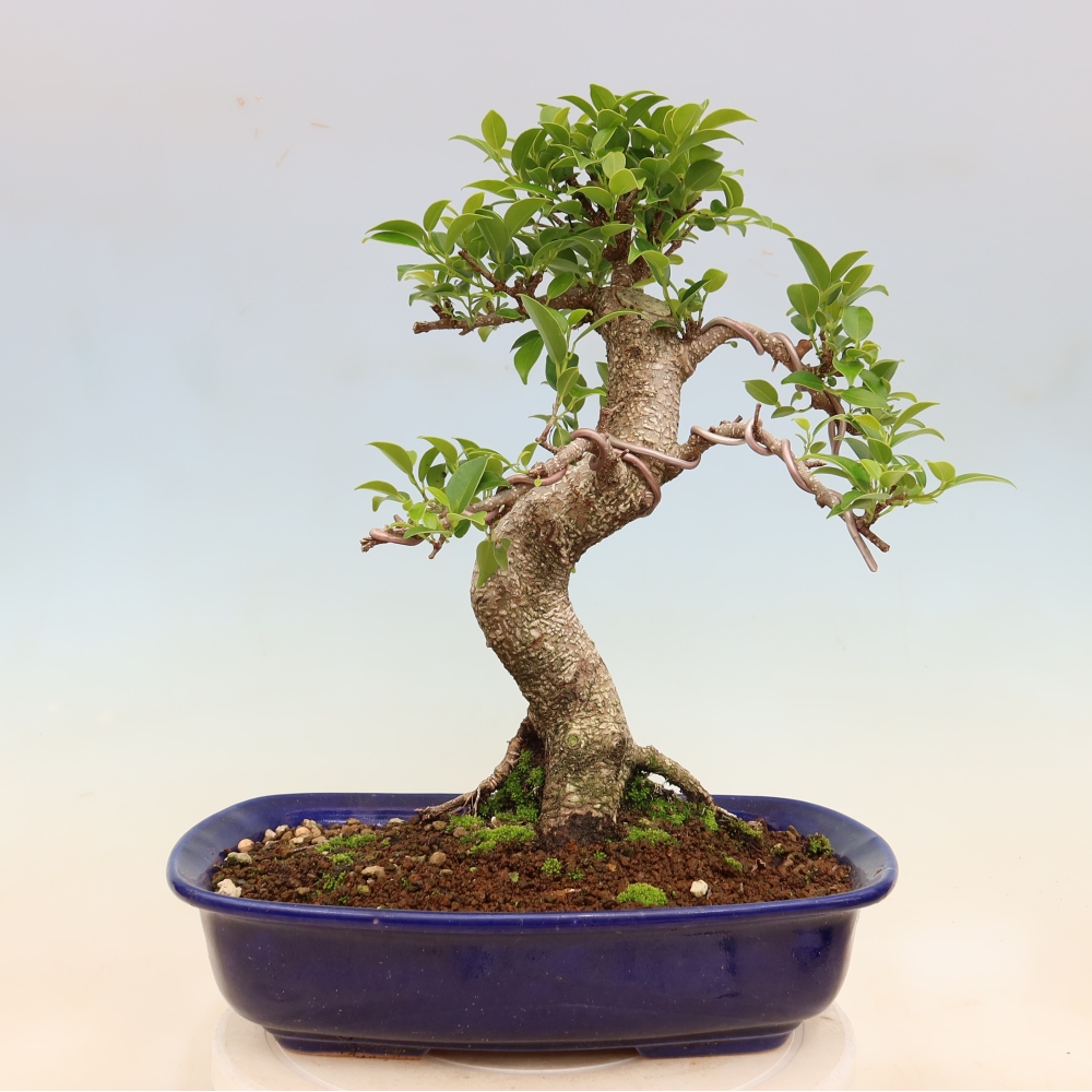 Pokój bonsai - Ficus kimmen - figowiec drobnolistny