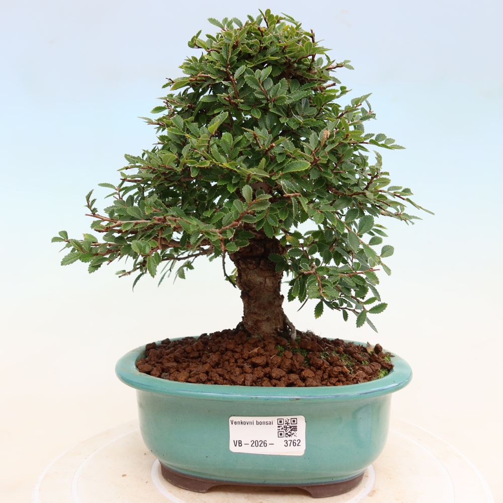 Bonsai zewnętrzne - Zelkova - Zelkova NIRE