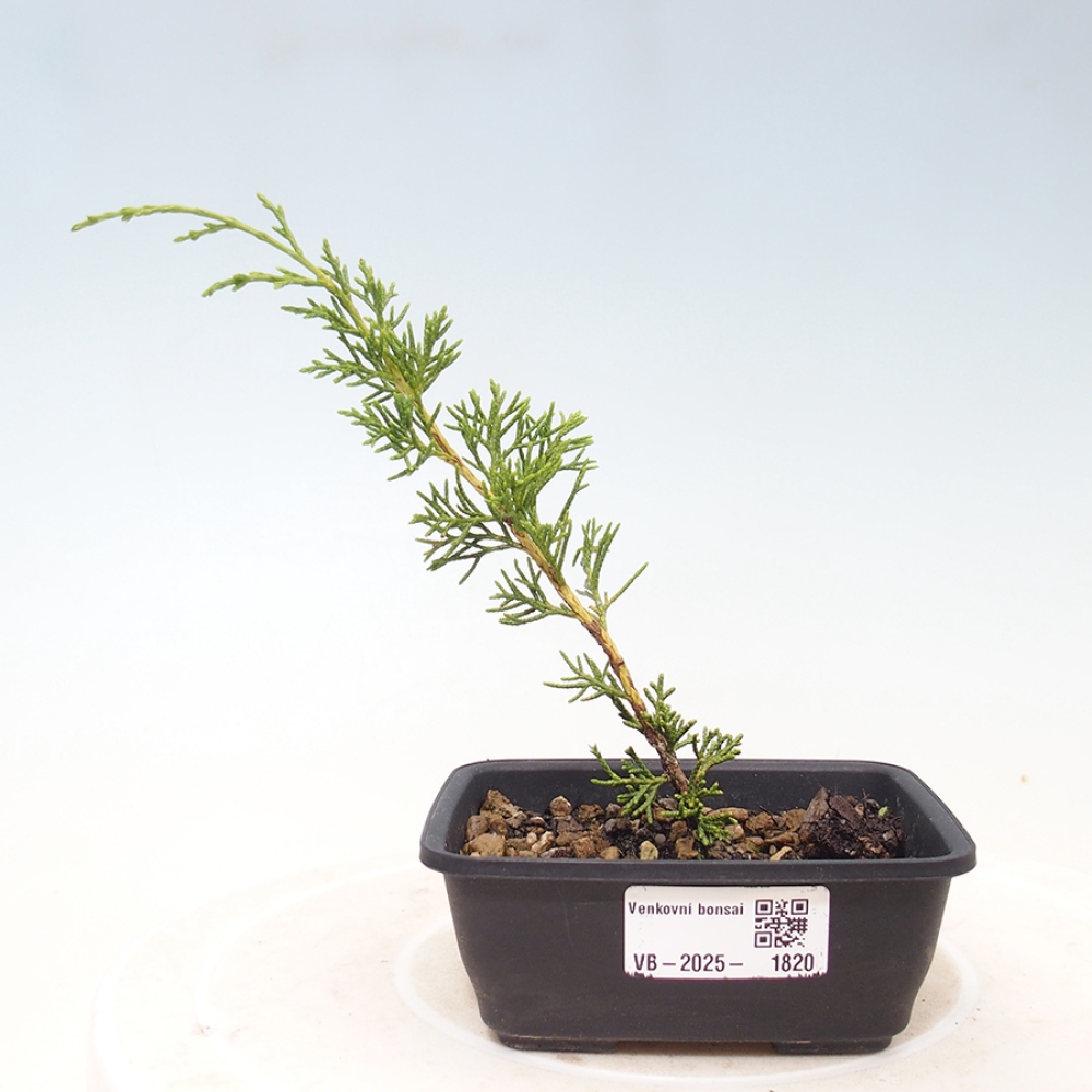 Outdoor bonsai - Juniperus chinensis Itoigawa - Jałowiec chiński