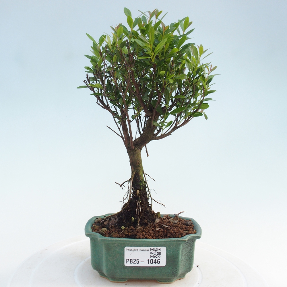 Pokój bonsai - Syzygium - Pimentovník