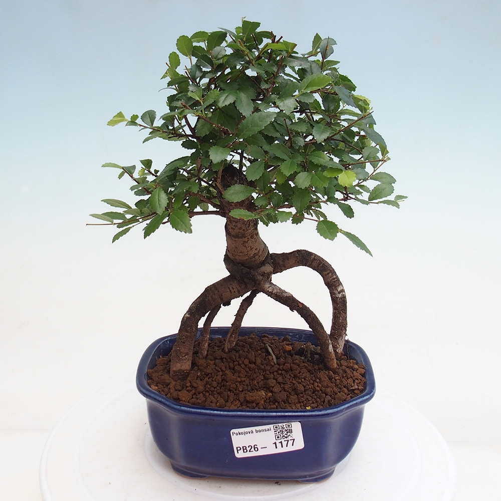 Pokój bonsai - Ulmus parvifolia - Wiąz drobnolistny