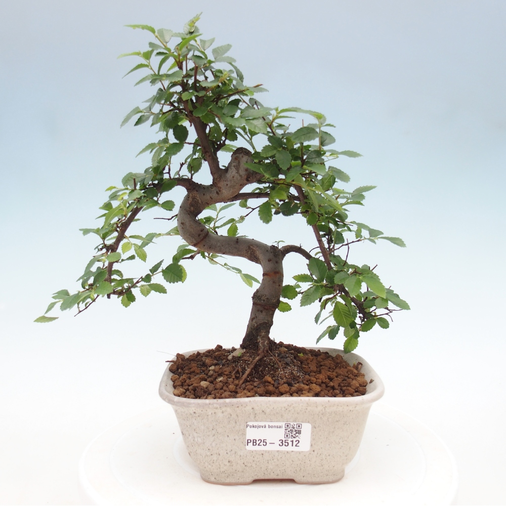 Pokój bonsai - Ulmus parvifolia - Wiąz drobnolistny