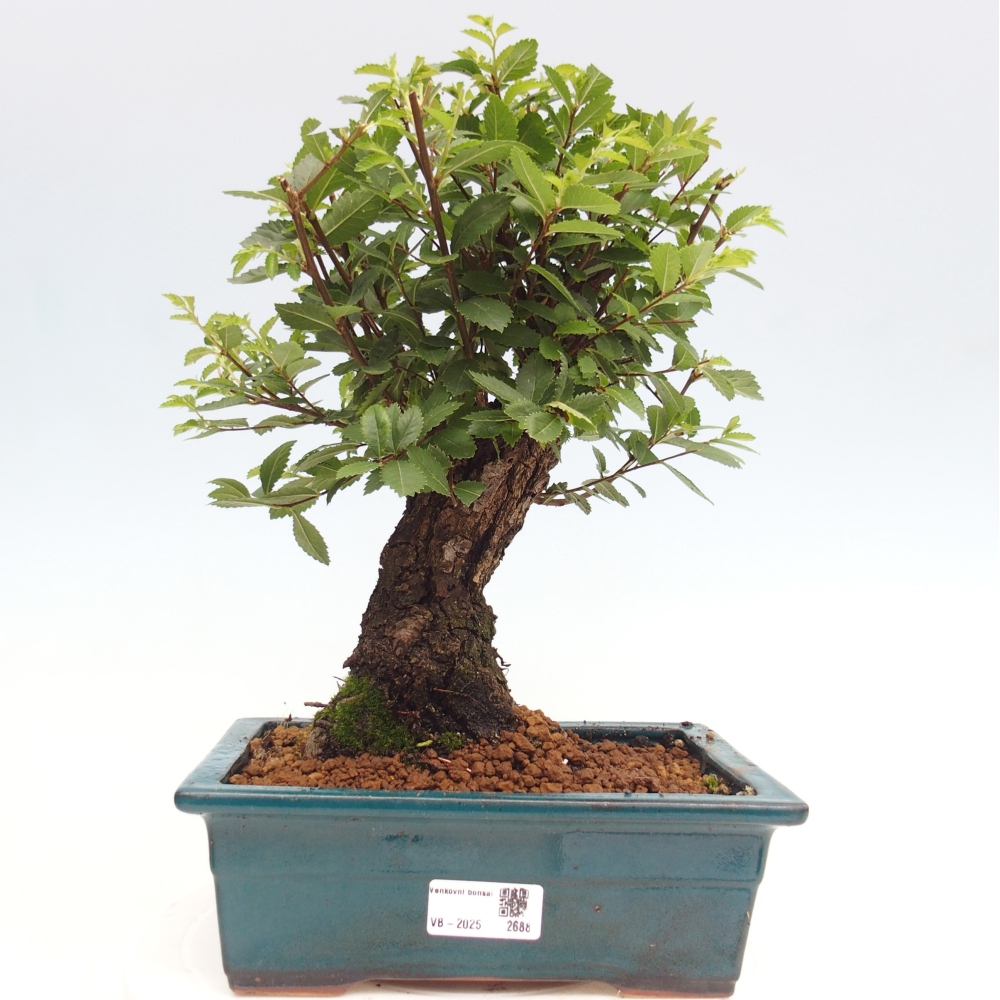 Outdoor bonsai - Zelkova - Zelkova NIRE