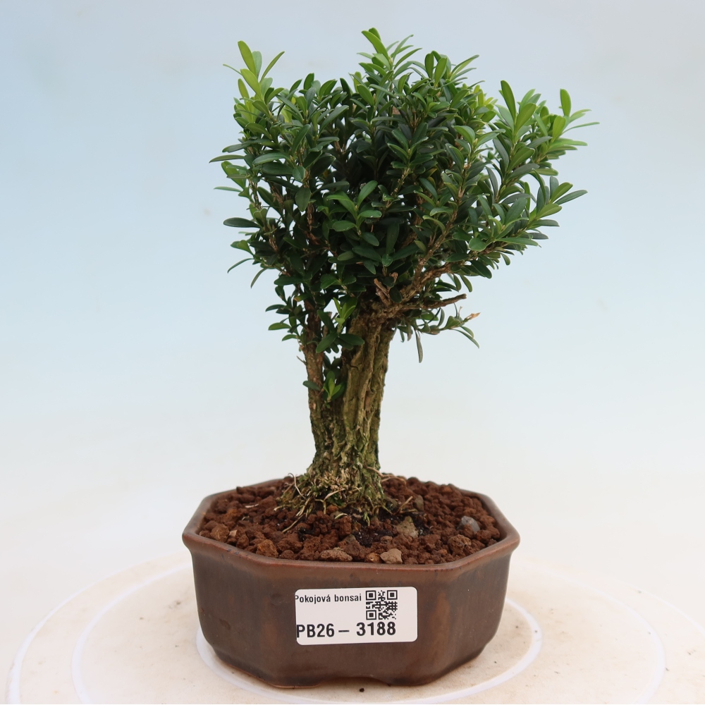 Pokój bonsai - Buxus harlandii - buxus korkowy