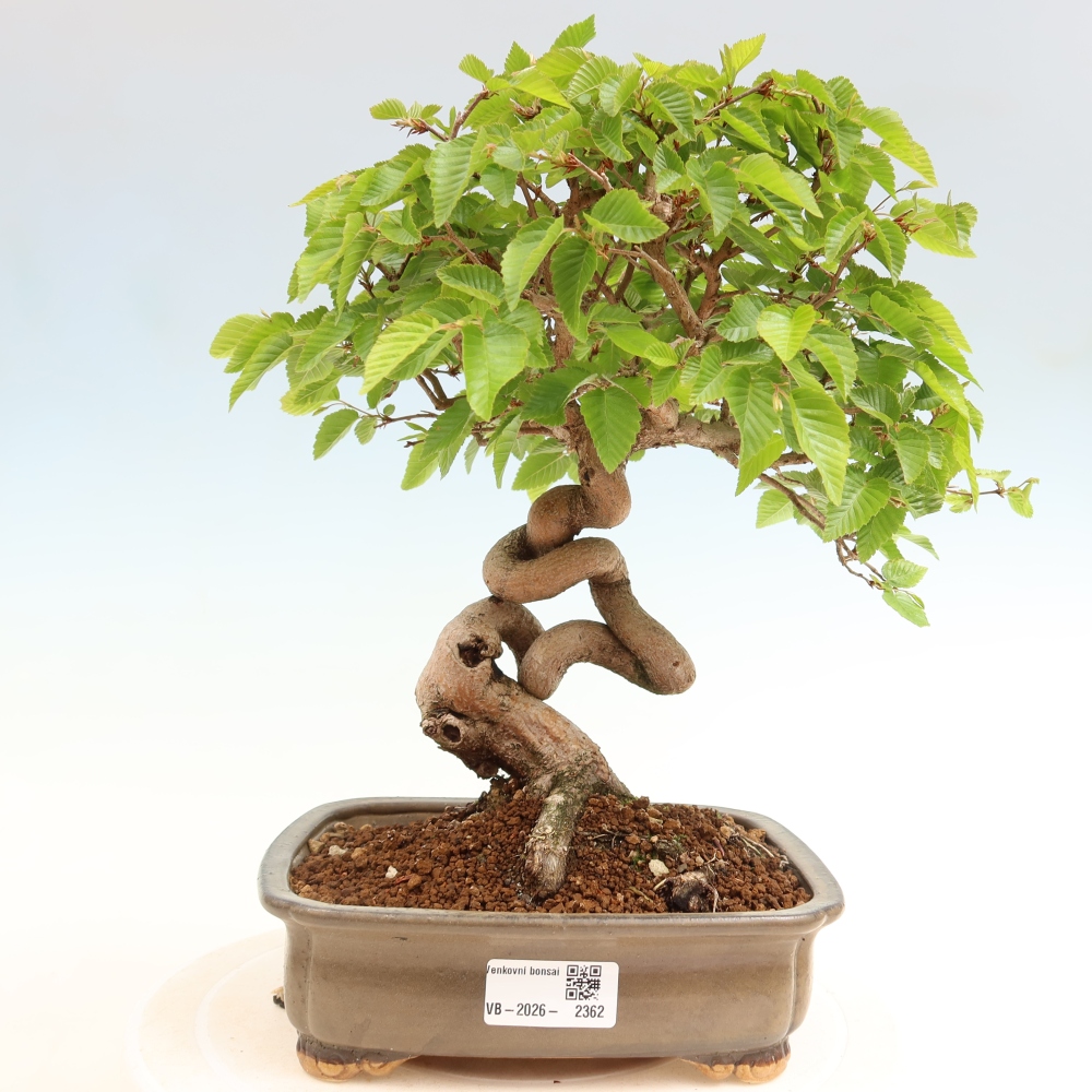 Outdoor bonsai - Carpinus coreana - grab koreański