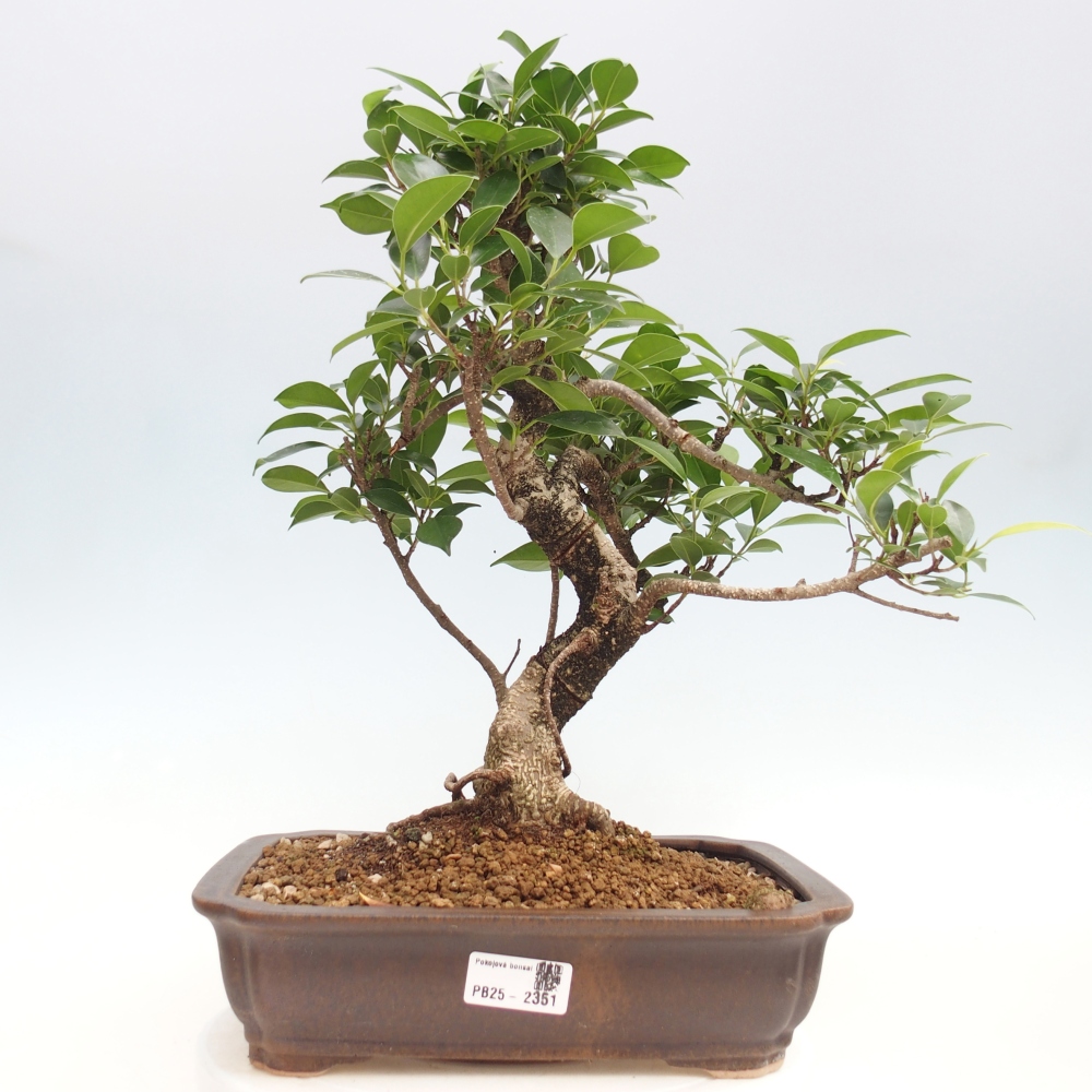 Kryty bonsai - Ficus kimmen - figowiec drobnolistny