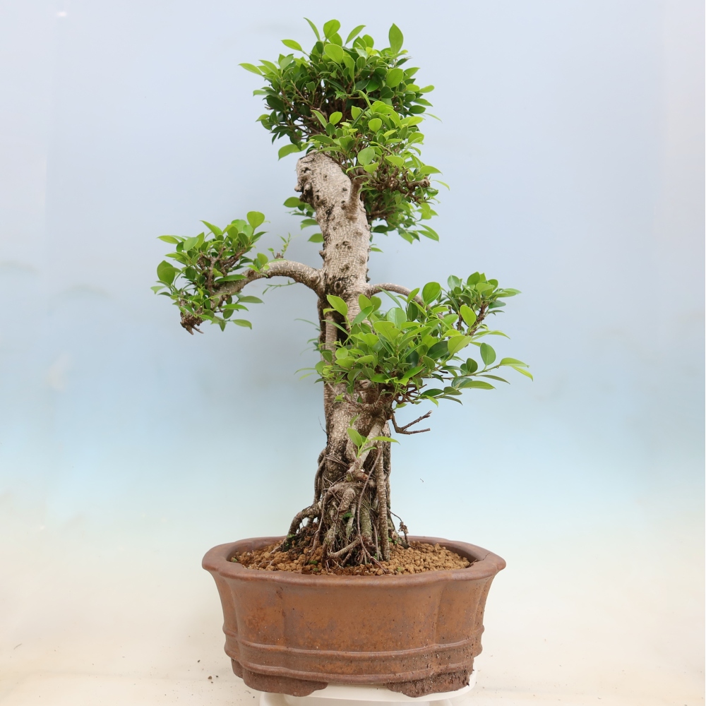 Pokój bonsai - Ficus kimmen - figowiec drobnolistny