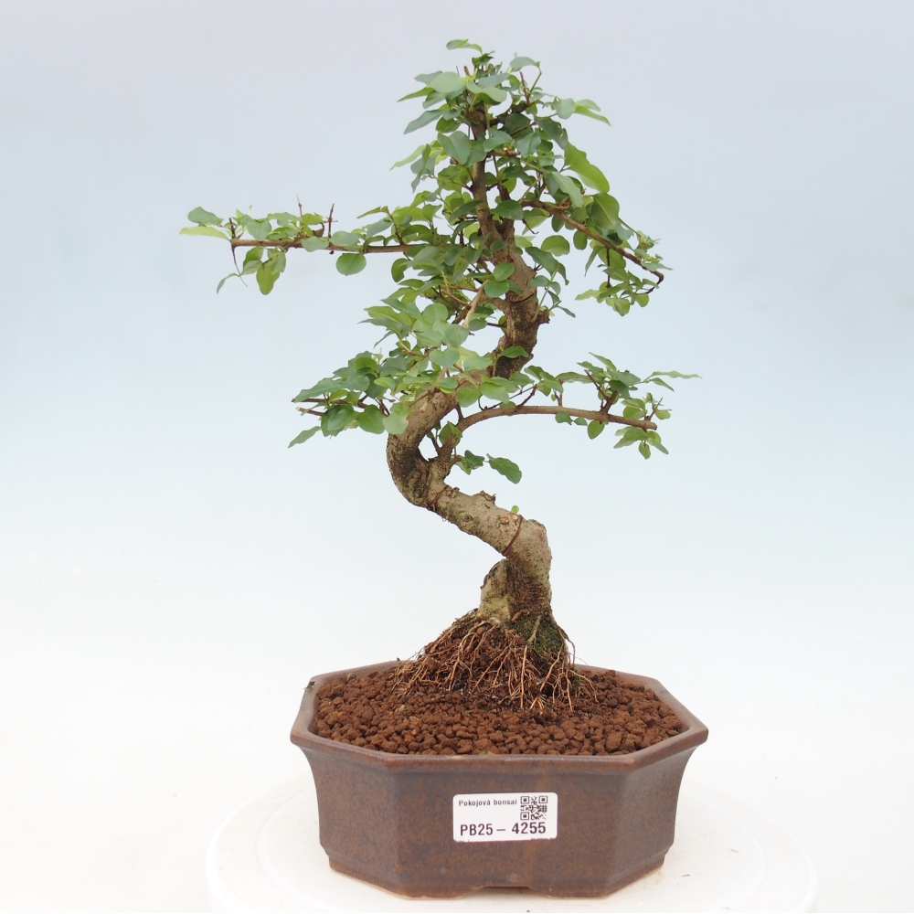 Pokój bonsai - Ligustrum chinensis - Dziób ptaka