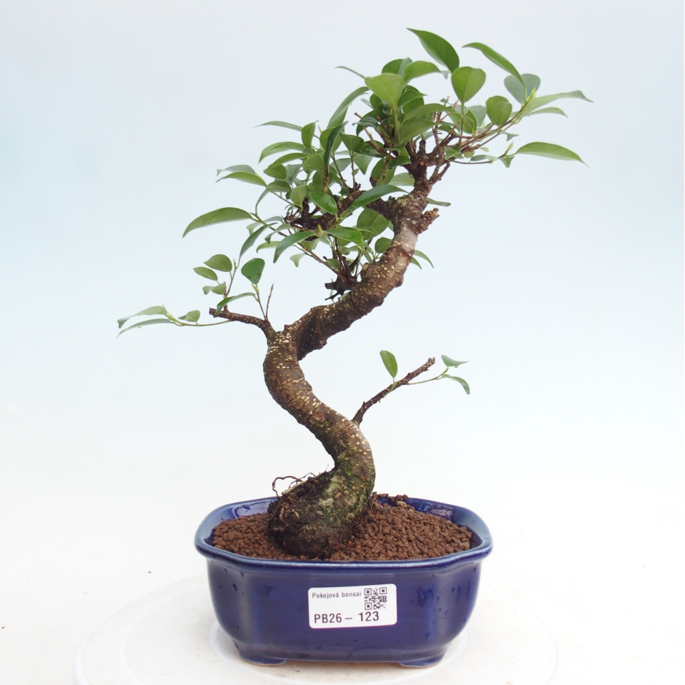 Pokój bonsai - Ficus retusa - figowiec drobnolistny