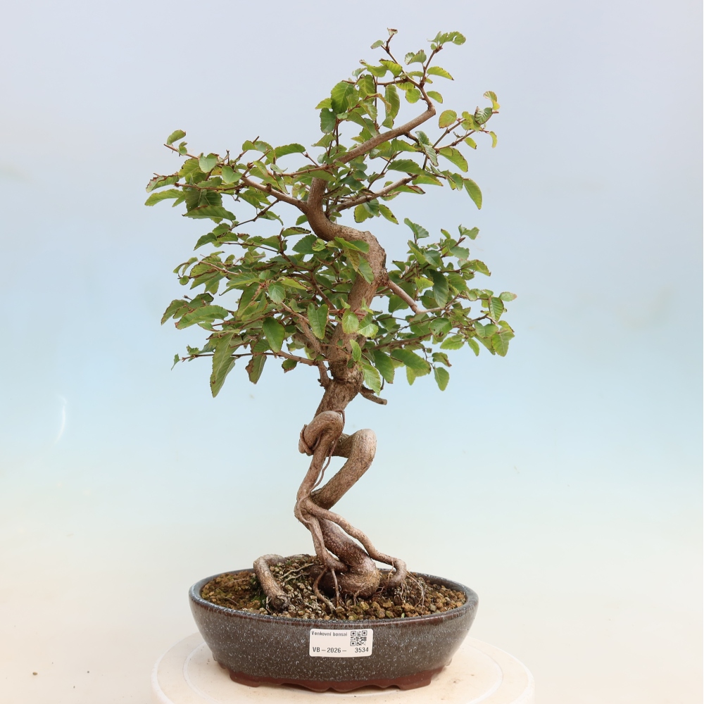 Outdoor bonsai - Carpinus CARPINOIDES - grab koreański