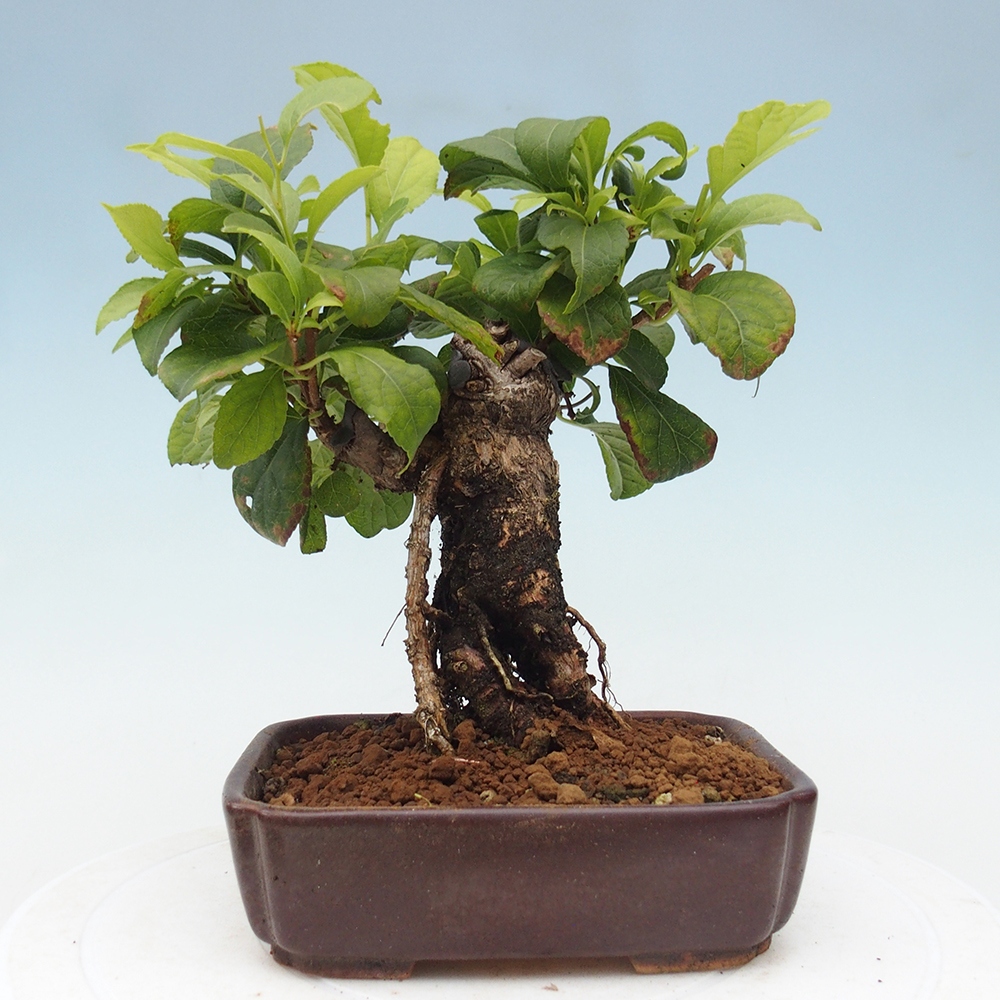 Bonsai na zewnątrz - Celastrus Jesenec