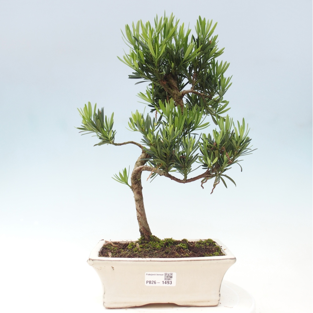 Pokój bonsai - Podocarpus - Kamienny cis
