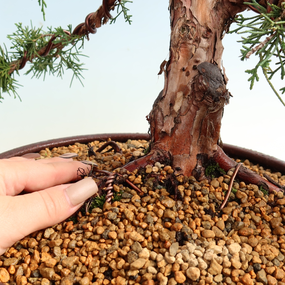 Outdoor bonsai - Juniperus chinensis Kishu