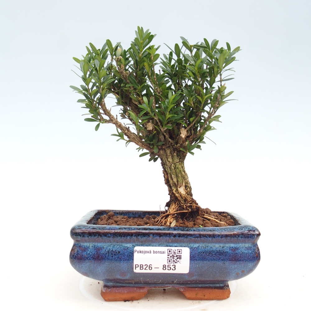 Pokój bonsai - Buxus harlandii - buxus korkowy