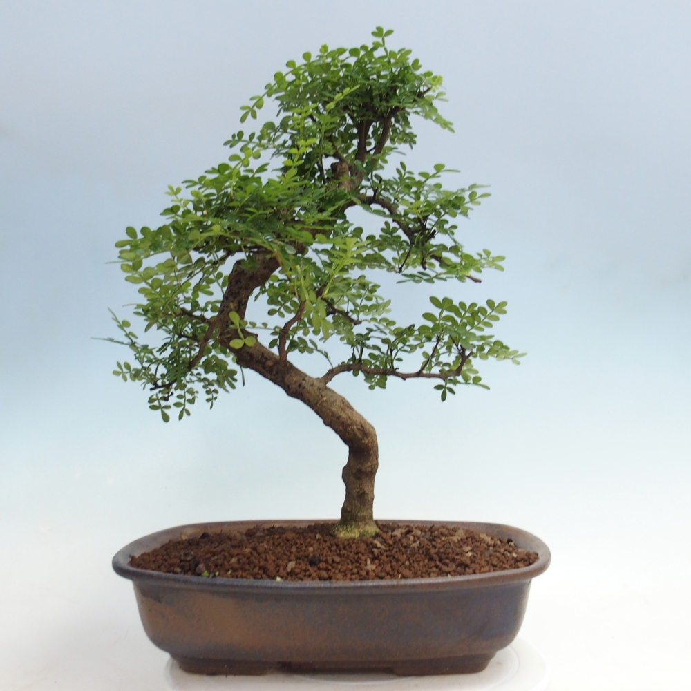 Pokój bonsai - Zantoxylum piperitum - drzewo pieprzowe