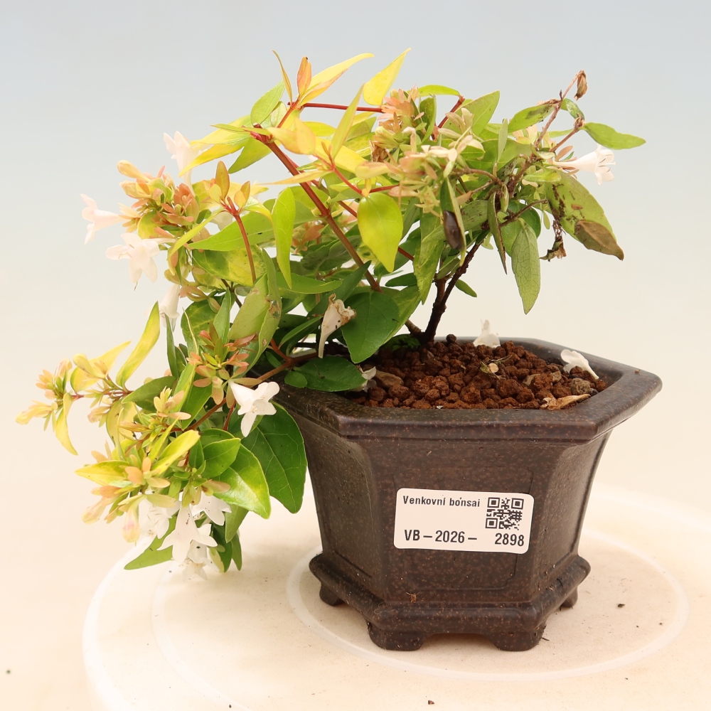 Bonsai ogrodowe – Abelia gr. Kleidoscope – Abelia wielkokwiatowa