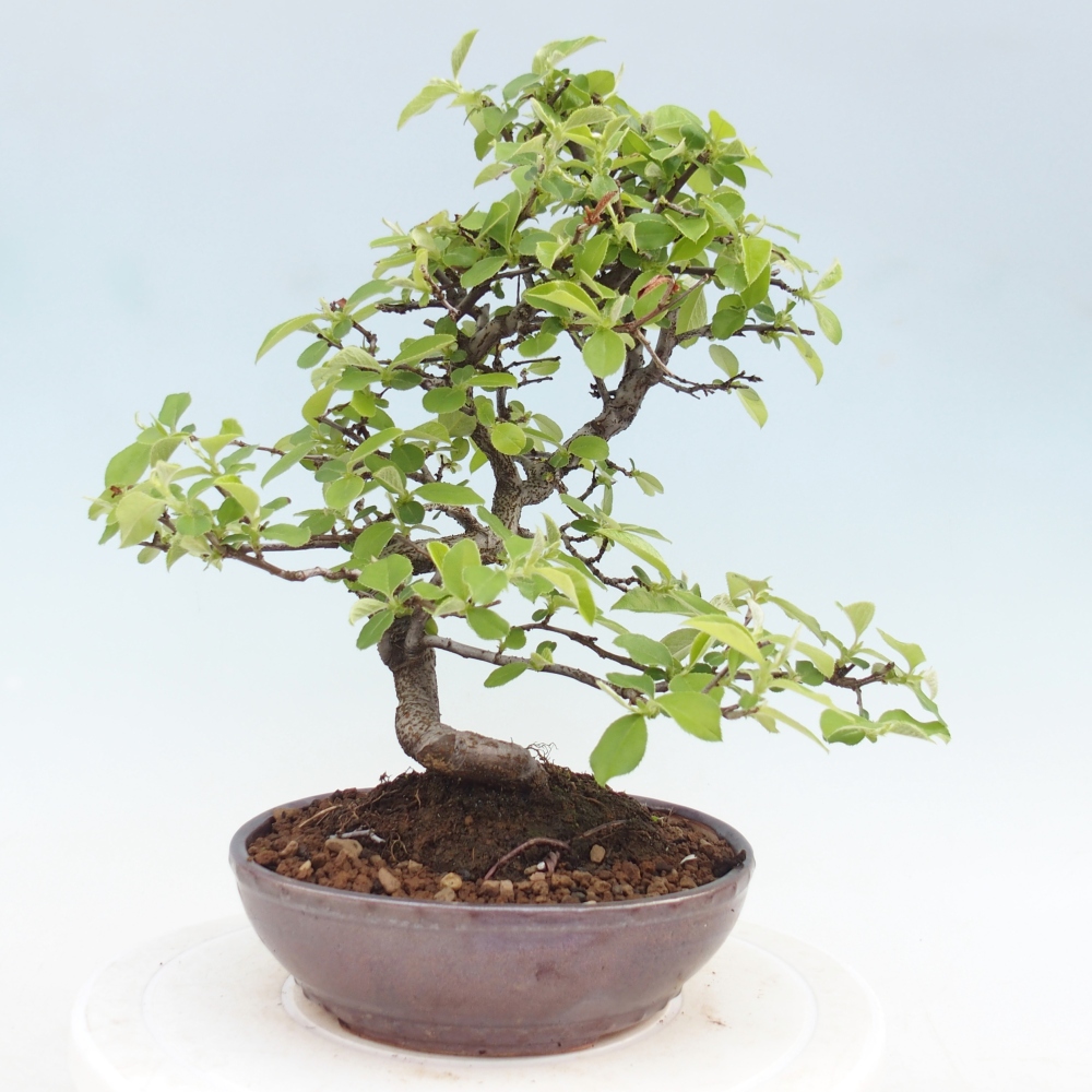 Bonsai zewnętrzne - Chaneomeles chinensis