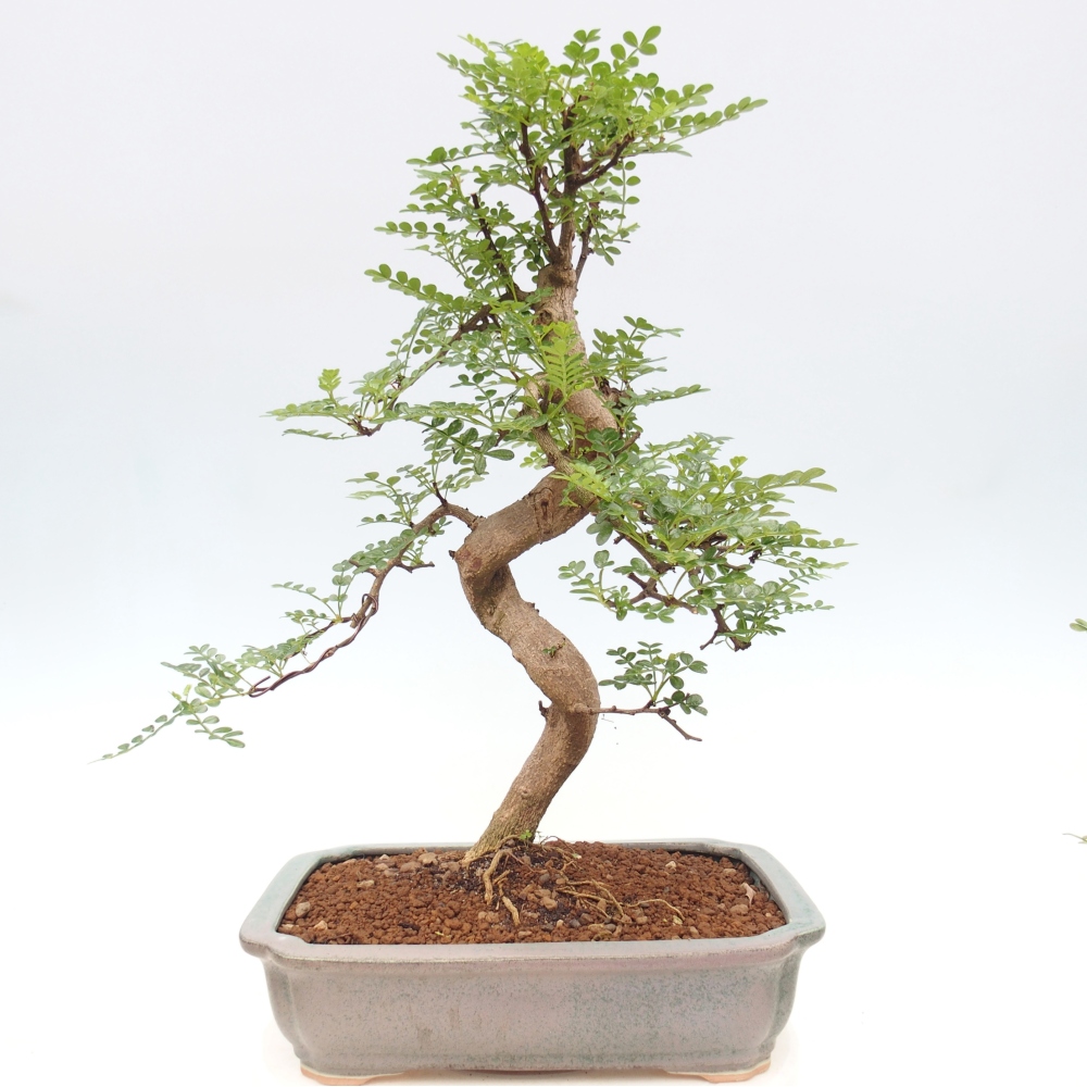 Pokój bonsai - Zantoxylum piperitum - drzewo pieprzowe