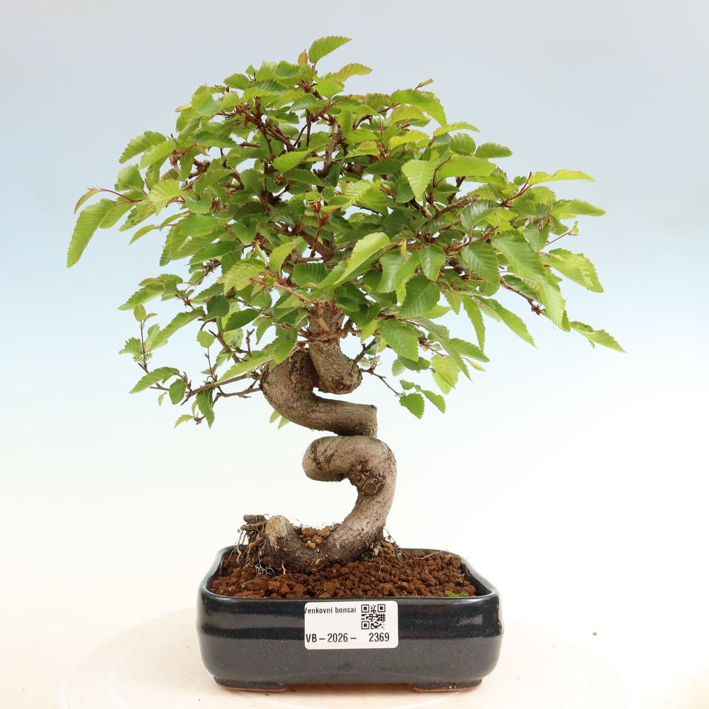 Outdoor bonsai - Carpinus coreana - grab koreański