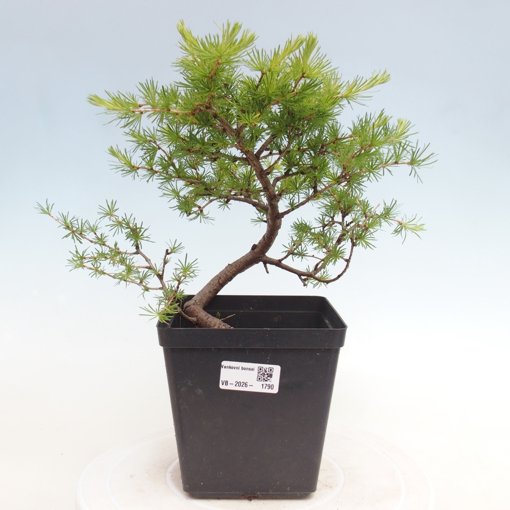 Bonsai zewnętrzne - Larix decidua - Modrzew