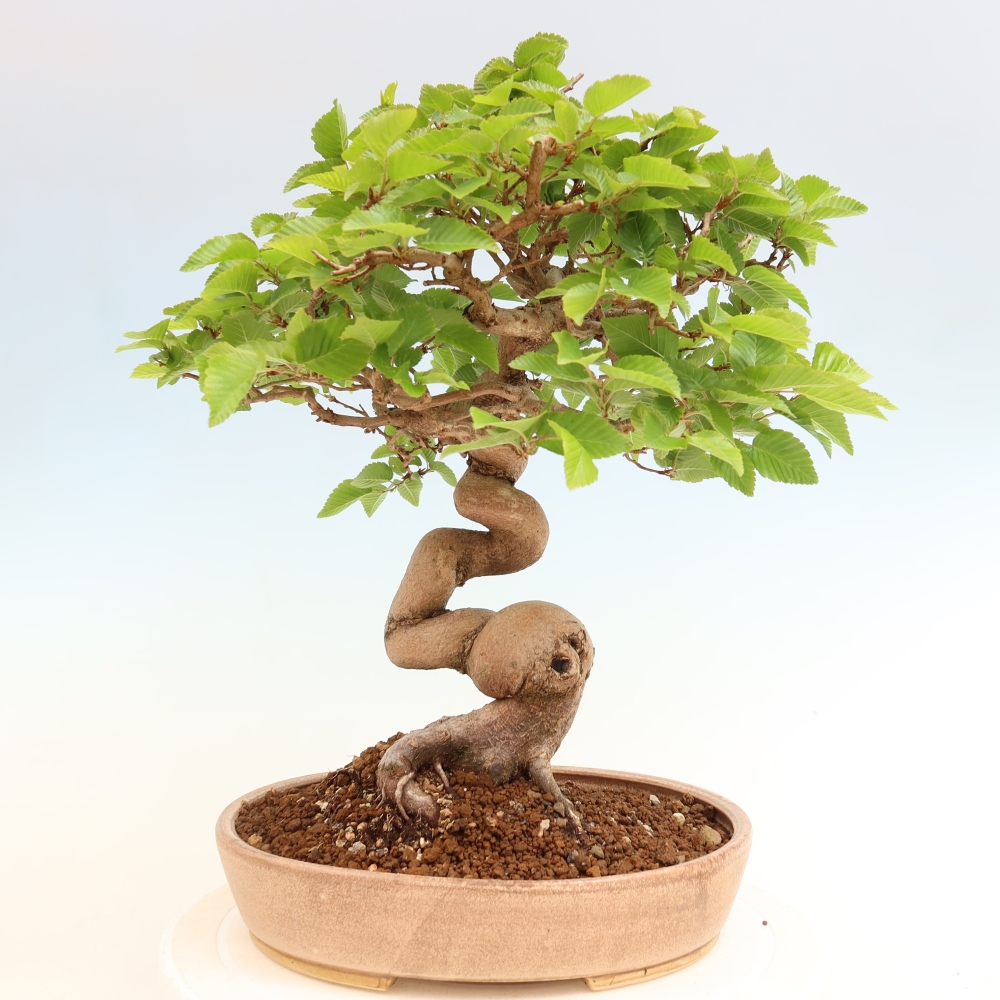Outdoor bonsai - Carpinus coreana - grab koreański