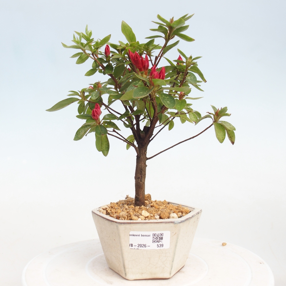 Outdoor bonsai - Azalia japońska - Azalea sp.