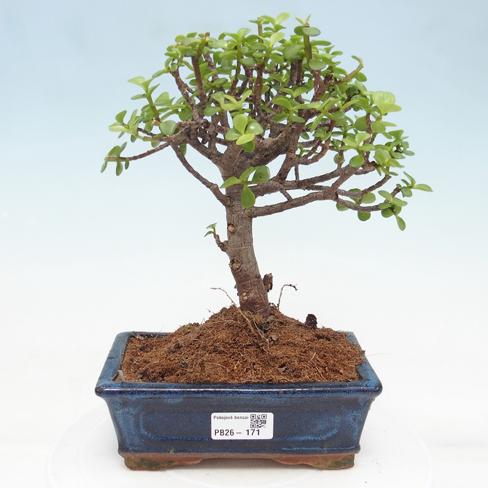 Pokój bonsai - Portulakaria Afra - Tlustice