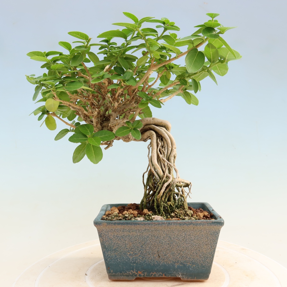 Indoor bonsai - Premna serratifolia - Kozlovna malolista