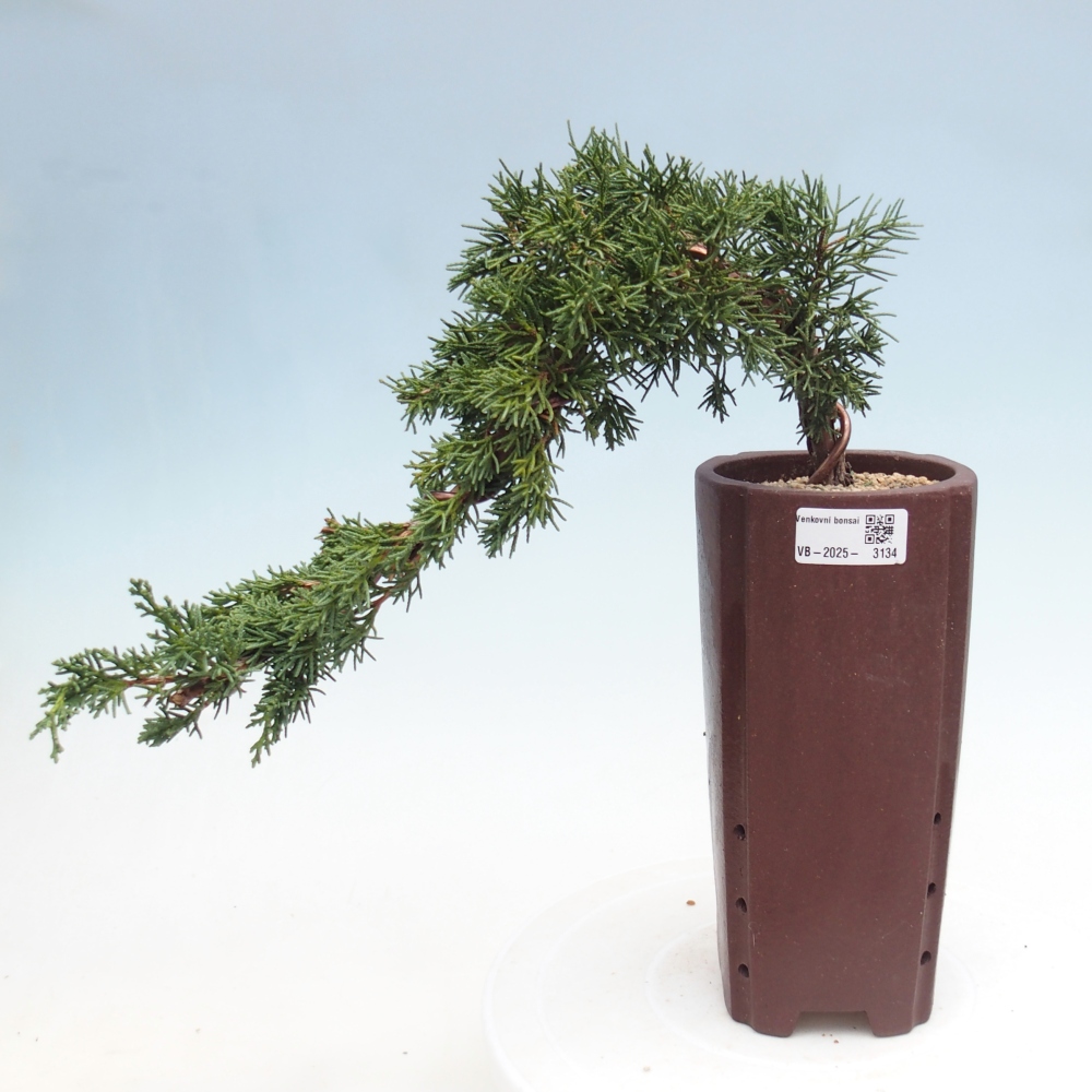 Bonsai zewnętrzne - Juniperus chinensis Kishu - Jałowiec chiński
