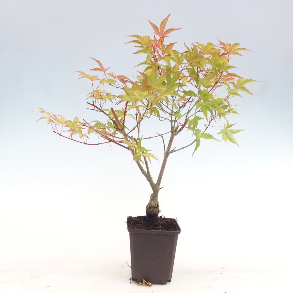 Bonsai outdoor - Acer palmatum Beni Tsukasa w pojemniku