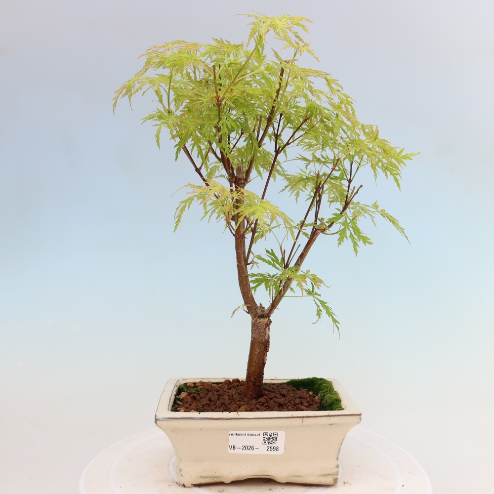 Bonsai ogrodowe – Acer palmatum Dissectum – klon palmowy 