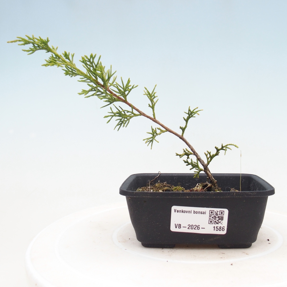 Outdoor bonsai - Juniperus chinensis Itoigawa