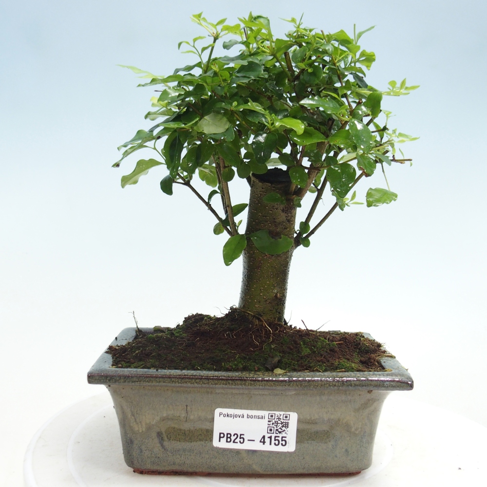 Pokój bonsai - Ligustrum chinensis - Dziób ptaka