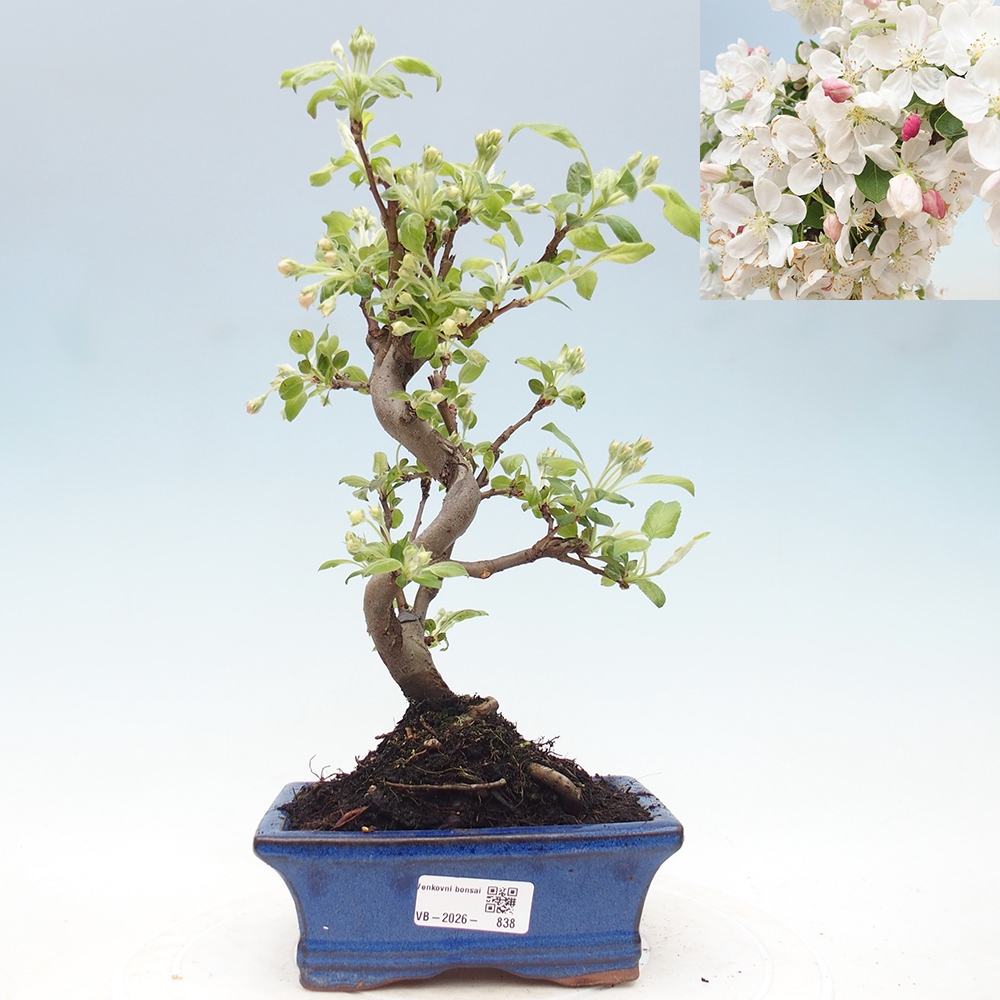 Outdoor bonsai - Malus halliana - Jabłoń drobnoowocowa