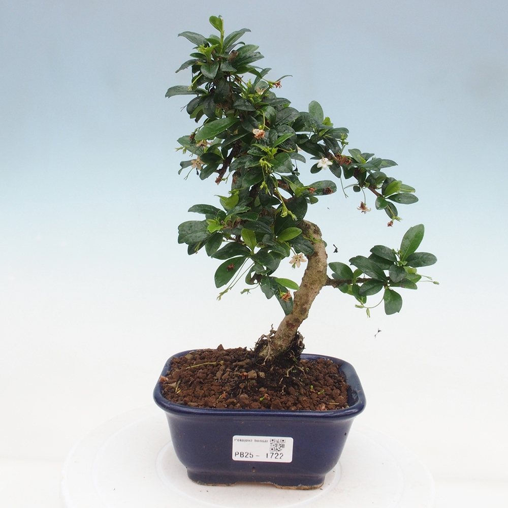Bonsai wewnętrzne - Carmona makrophylla - Herbata Fuki