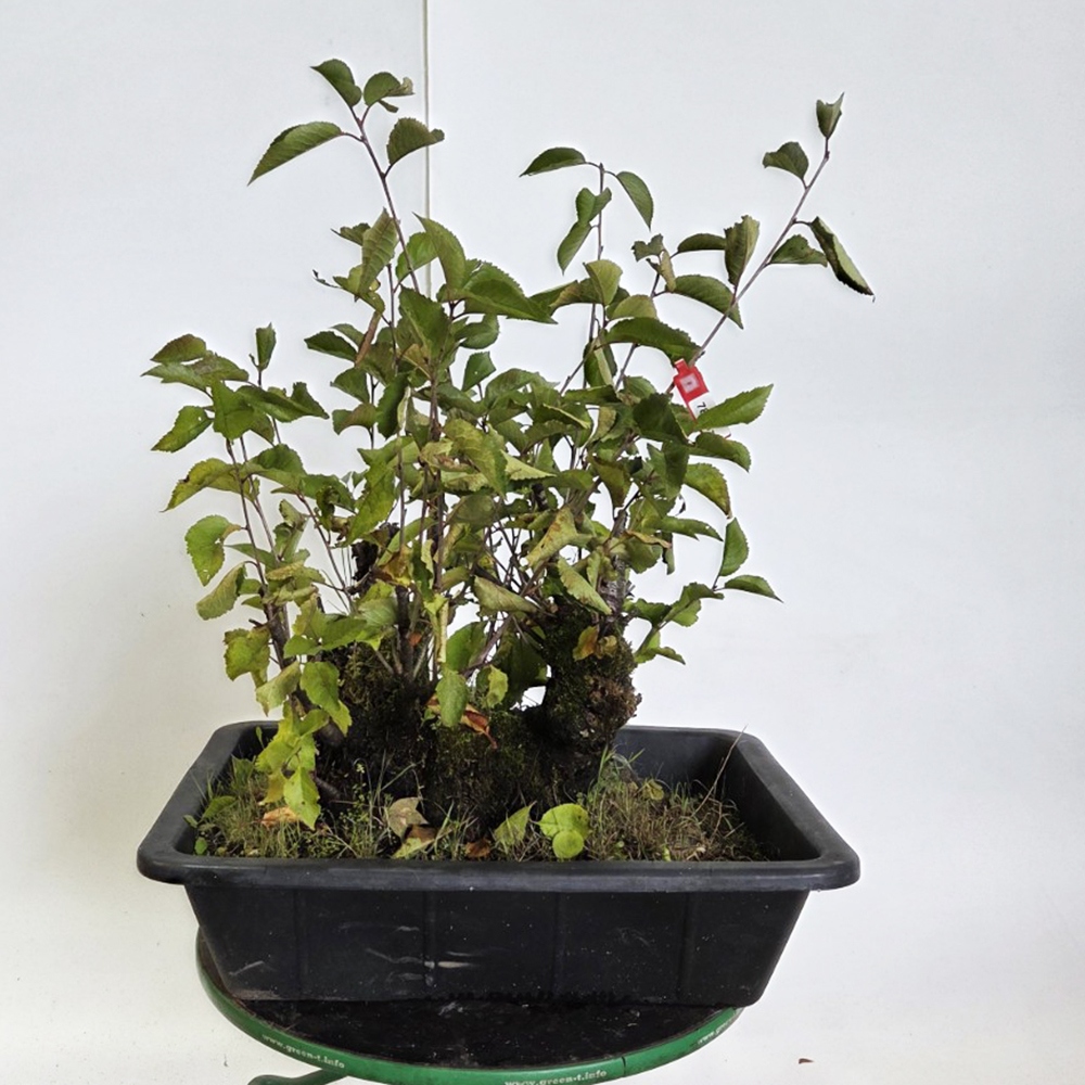 Wiśnia bonsai na zewnątrz - Prunus aviata